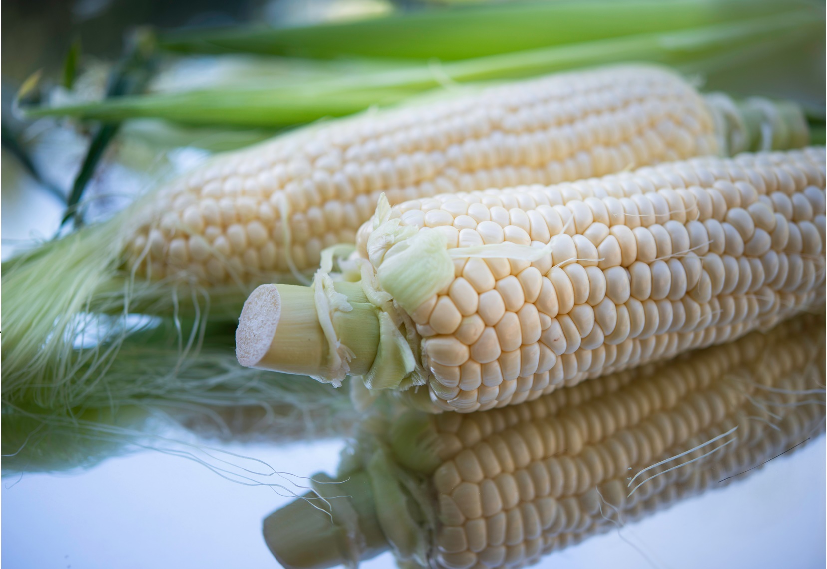 Corn Cultivation