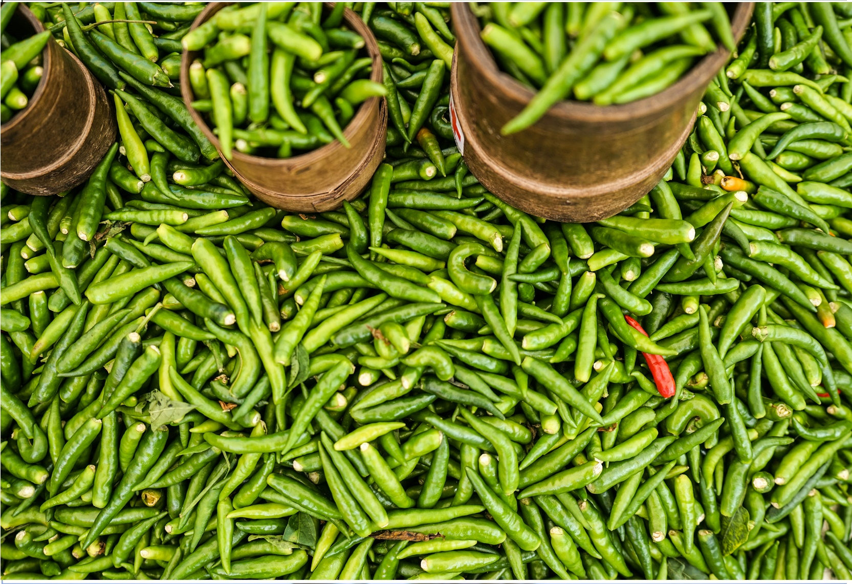 Chilli Cultivation